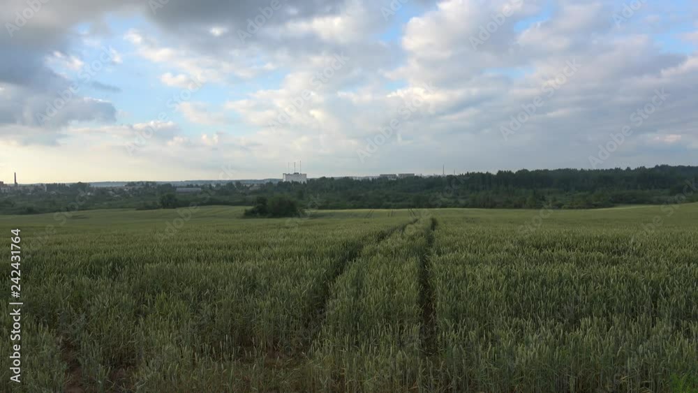 Beautiful landscape. Rye field. Beautiful landscape. Rye field.