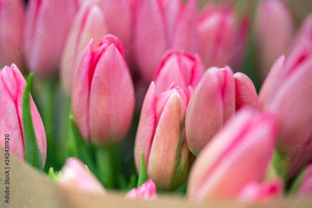 Fototapeta premium huge bouquet of pink tulips in amsterdam