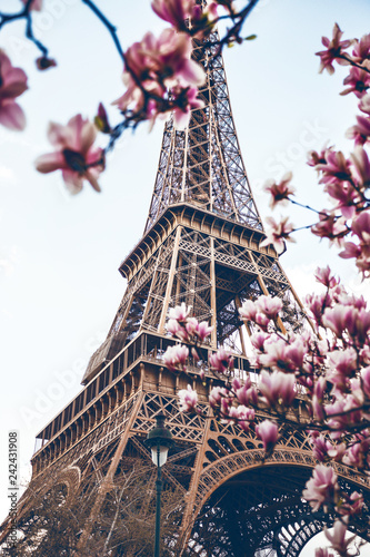 Photo Blossoming magnolia against the background of the Eiffel Tower