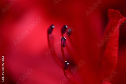 日本庭園の躑躅