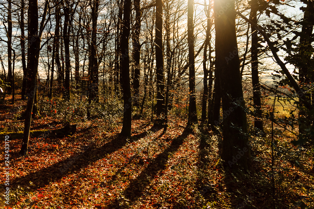 Fototapeta premium RAY