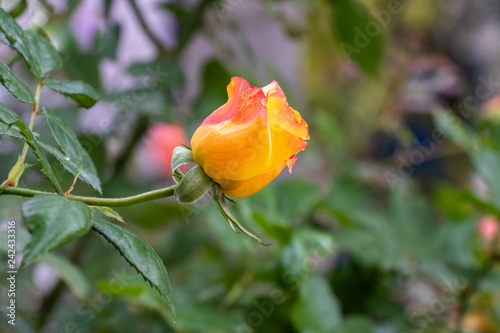Yellow rose bud blooming in garden © Virender Singh
