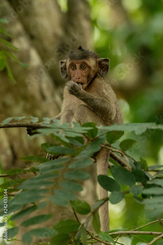 Canvas Print Baby long-tailed macaque sucks thumb on branch