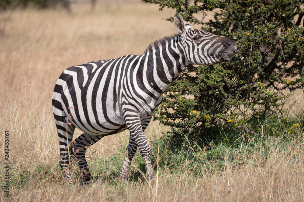 Obraz premium Zebra stretching neck beside bush on savannah