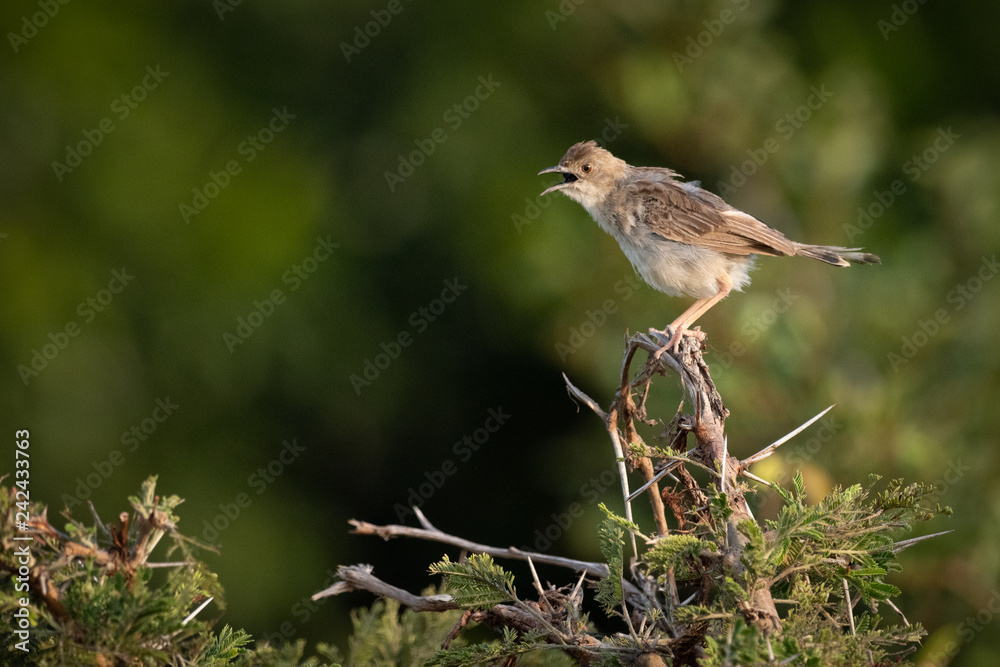 Zitting cisticola on whistling thorn opens beak Zitting cisticola on whistling thorn opens beak