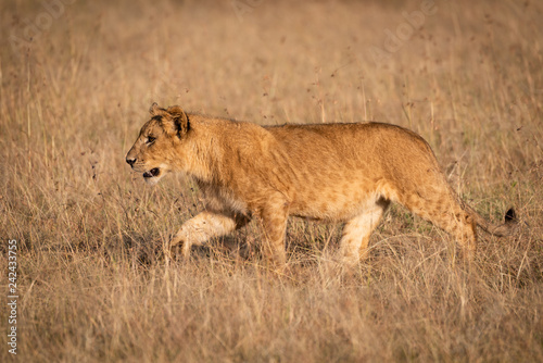 Young male lion in profile crosses savannah