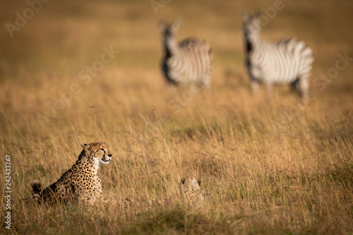 Zebras watch cheetah and cub in grass
