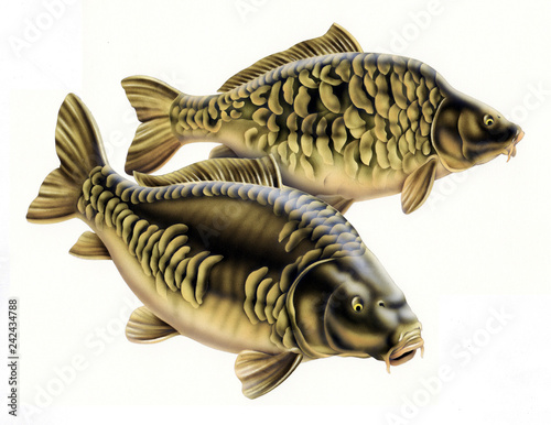 carp fish composition of two fish isolated on white background