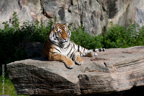 Tiger is lying on a stone and enjoying the sun in a Swedish zoo