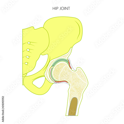 Vector illustration anatomy of a healthy human hip joint isolated on white background. Frontal section of hip joint. For advertising and other medical publications