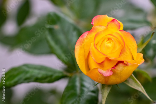Yellow rose bud blooming in garden