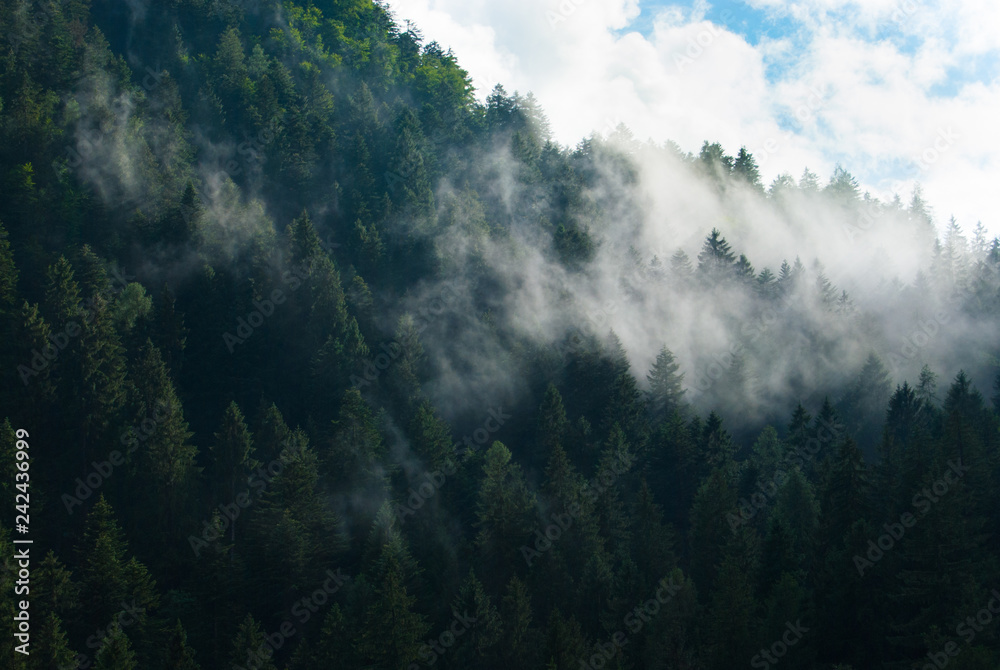 Close up of a low clouds above the pines of a big wood in a valley