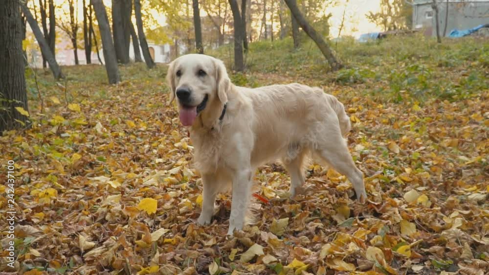 dog breed Golden Retriever dog breed Golden Retriever