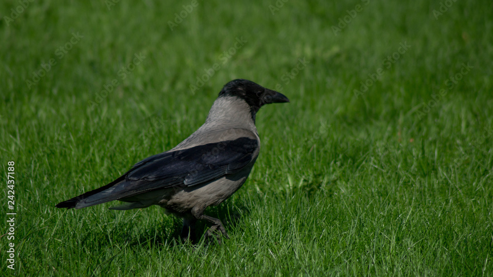 Fototapeta premium crow on grass