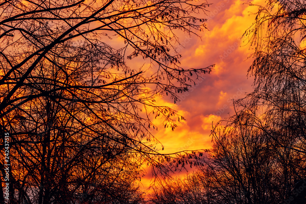 Bare treetops and winter sunset sky Bare treetops and winter sunset sky