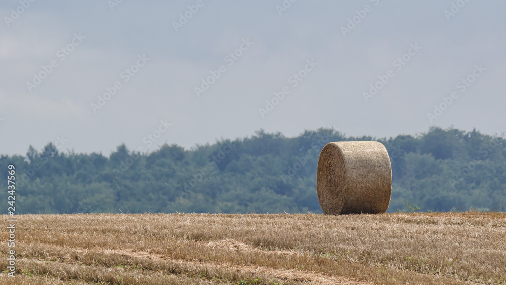 FARMLAND - Stubble and straw bales after harvesting