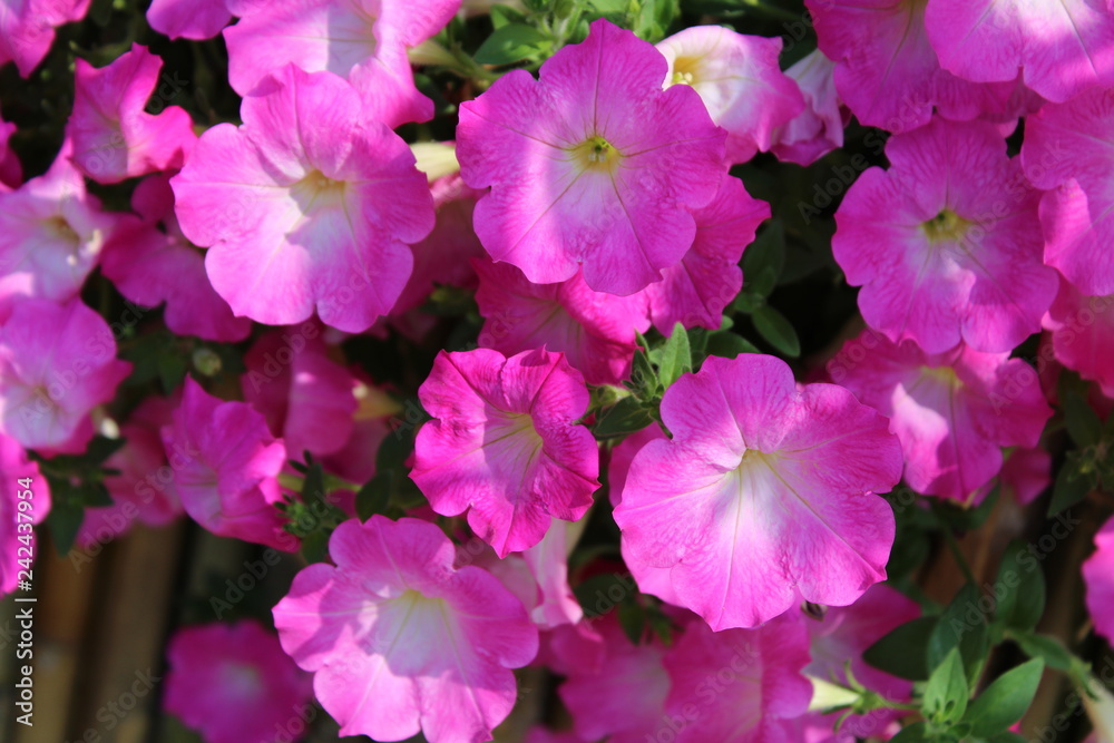 pink flowers in the garden pink flowers in the garden