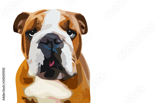 painted illustration of red happy english bulldog on white background for logos  t-shirts