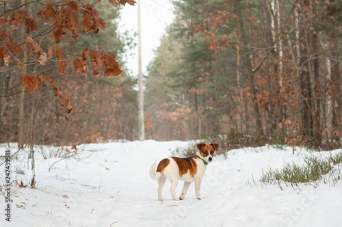 Fototapeta Naklejka Na Ścianę i Meble -  zimowy spacer z psem 