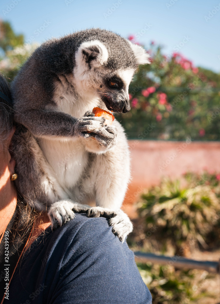Obraz premium Lemur eating a carrot