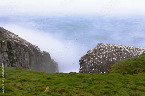 Cape St Marys Gannet Morus bassanus colony photo