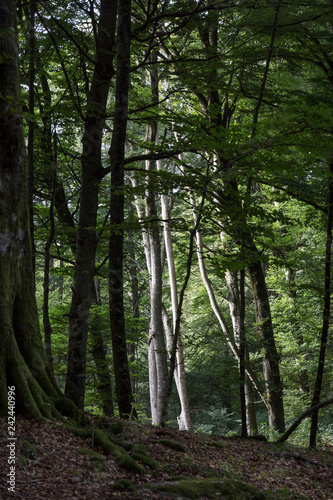 beech forest, magical forest of Lazio