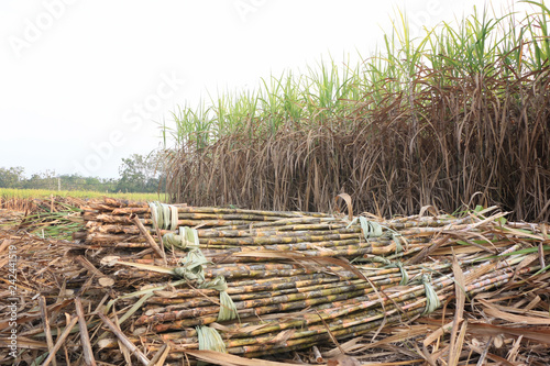 Schilderij op canvas sugarcane plantation are harvesting season in Thailand