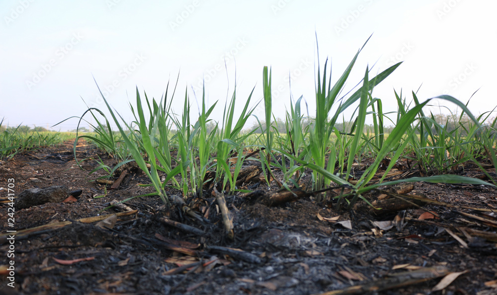 close up Sugarcane harvesting by cane burning after harvest close up Sugarcane harvesting by cane burning after harvest