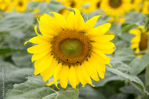 Sunflower