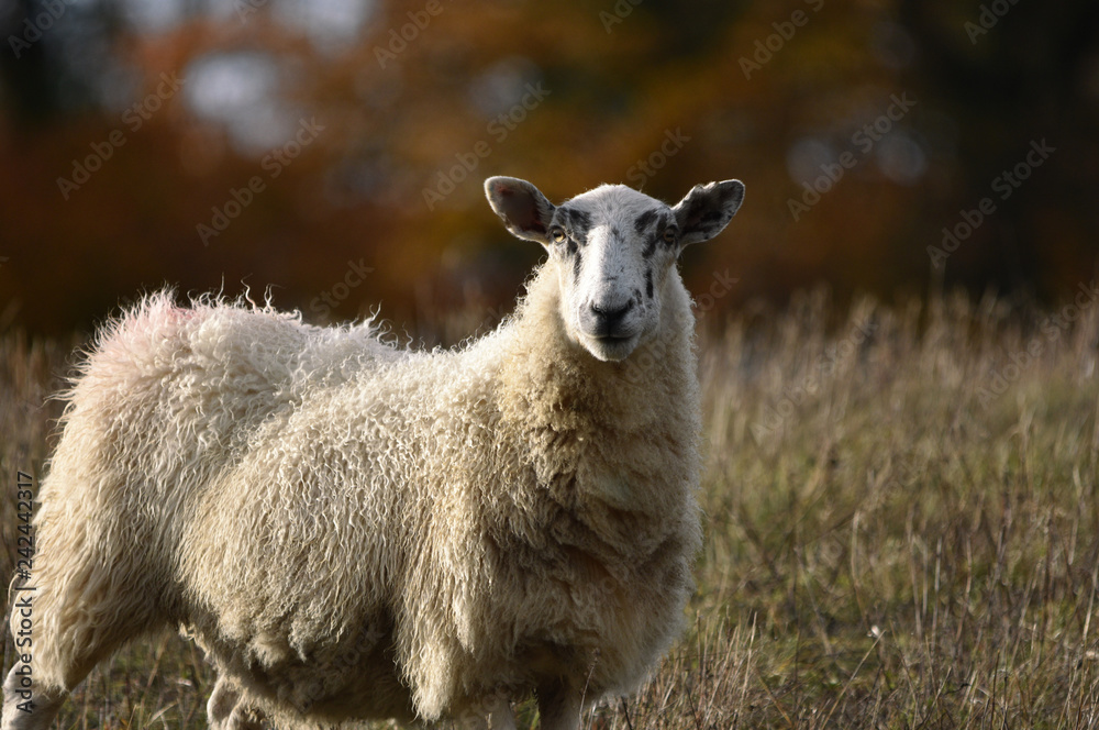 Fototapeta premium Sheep portrait