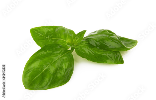 Basil leaves isolated