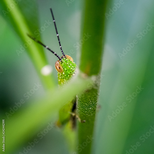 Grasshopper hide at  green leaf