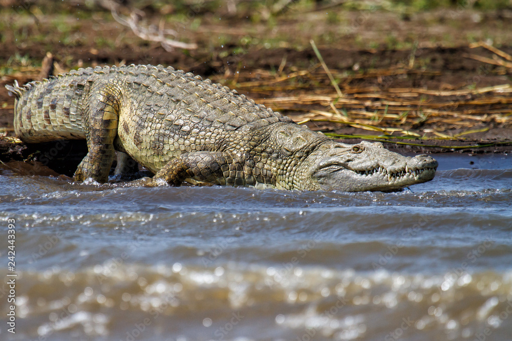Obraz premium Nile Crocodile going into the water of Lake Chamo - Ethiopia