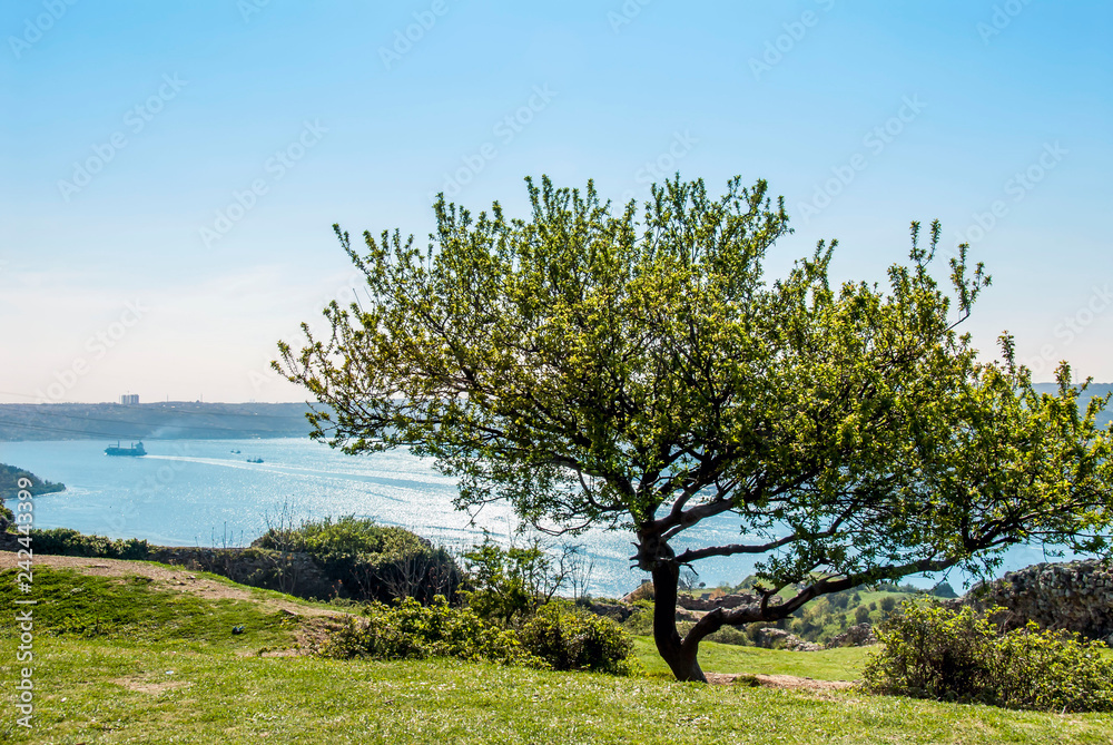 Obraz premium Istanbul, Turkey, 17 April 2006: Bosphorus, Anadolu Kavagi, Tree at Yoros Castle