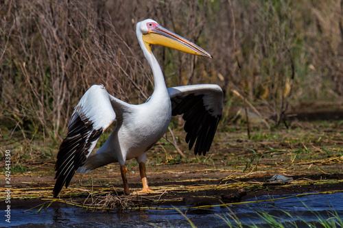 Great white pelican spreading his Wings in Lake Chamo in the Rift Valey in the south of Ethiopia photo