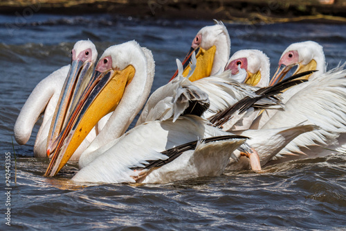 Great White Pelicans fishing in a group - Lake Chamo - Ethiopia