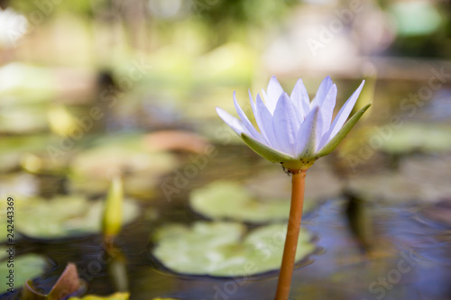 water lily flower