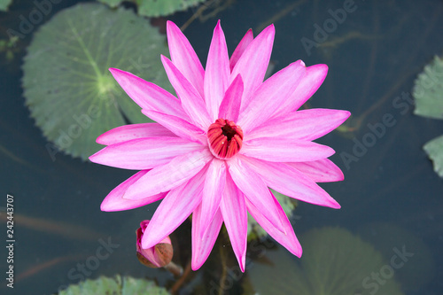 Water Lily Flower