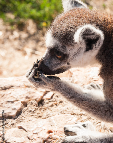 Cute lemur