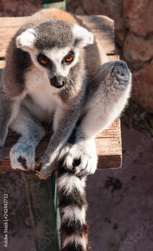 Cute lemur sitting on the ground