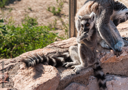 Grown and baby lemurs