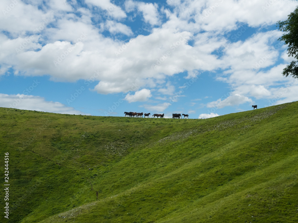 Naklejka premium Horses in the wild