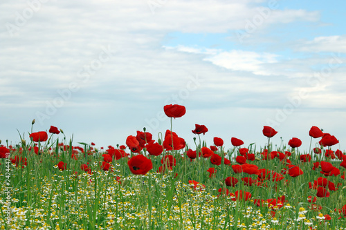 red poppy flower meadow landscape spring season © goce risteski