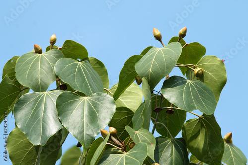 Portia Tree with yellow bud  flower photo