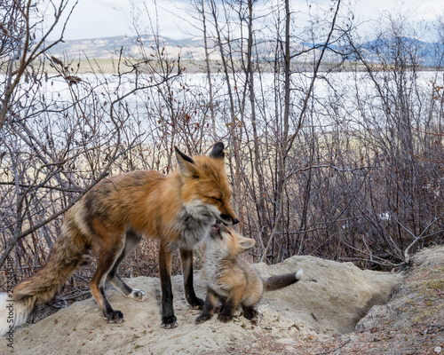 Male red fox nuzzling young cub at den site