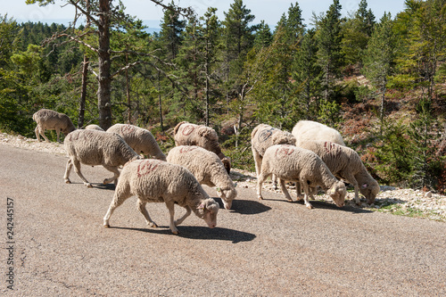 Schafherde auf der Straße photo