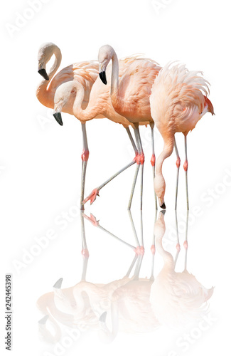 four flamingo with reflection