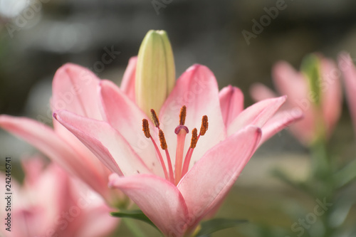 pink lily in the garden shoot by mannual lens.