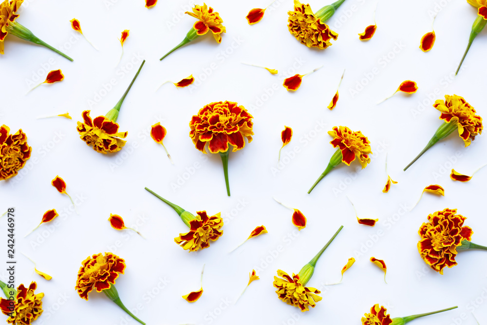 Fototapeta premium Beautiful red yellow marigold flower