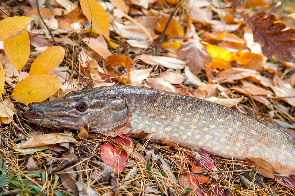 Freshwater pike fish. Freshwater pike fish on yellow leaves at autumn time.. Freshwater pike fish. Freshwater pike fish on yellow leaves at autumn time..